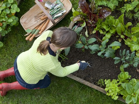 Shared compost bays and community seedlings being prepared for reuse